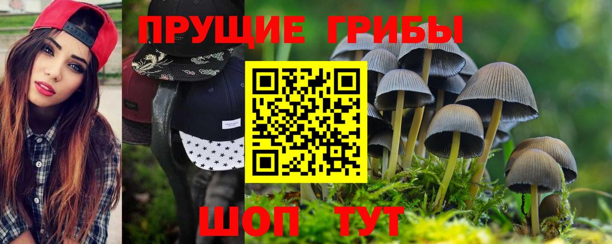 Галлюциногенные грибы Psilocybine cubensis Балтийск