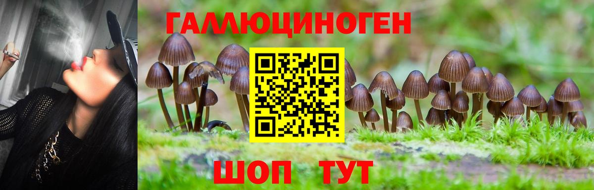 Балтийск  Псилоцибиновые грибы Cubensis  Вход с VPN 